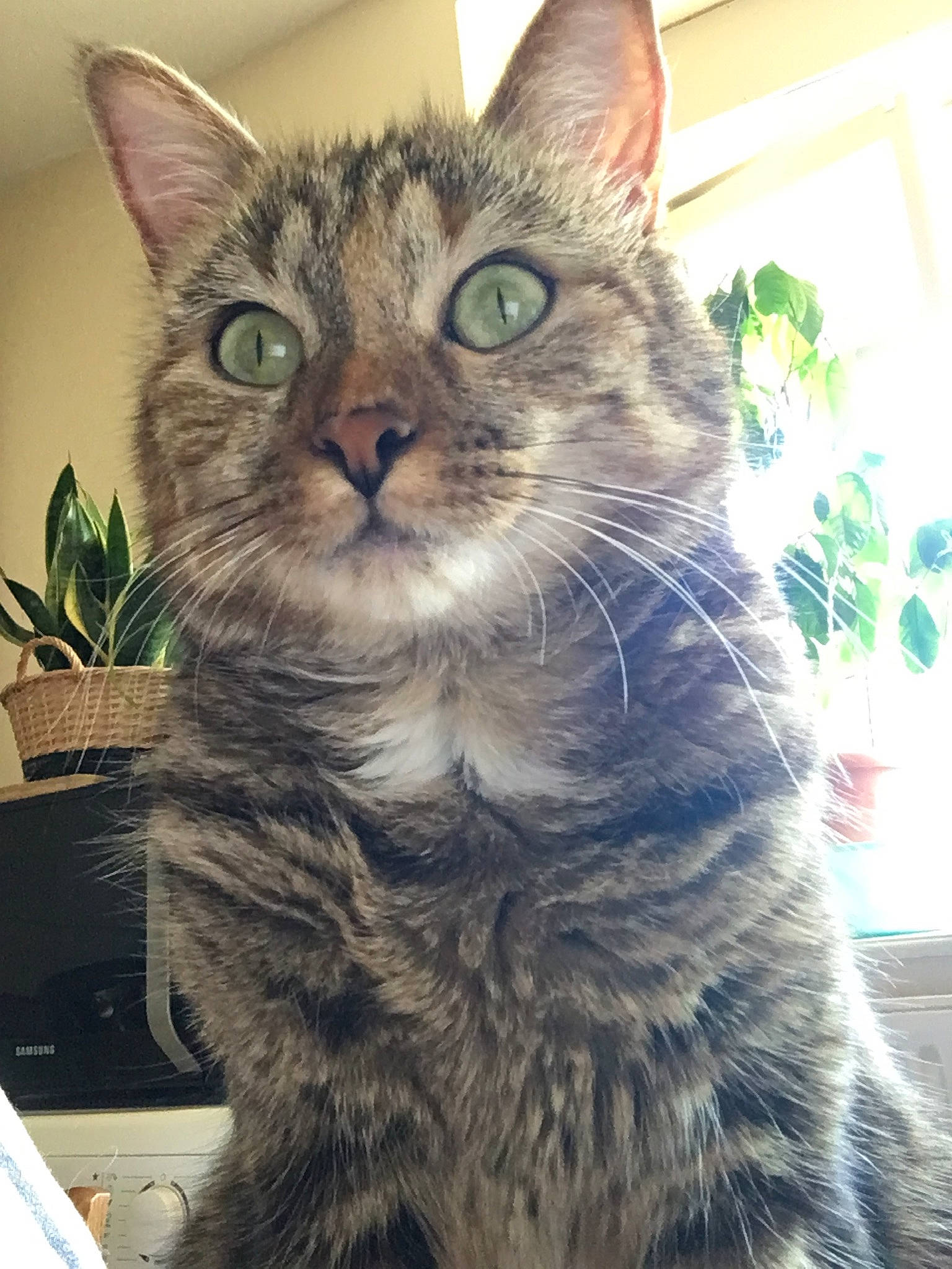 Framboise participe au concours pour gagner de l'argent avec cette photo : carnivore, cat, domestic_short_haired_cat, door, felidae, flowerpot, fur, grass, houseplant, iris, plant, sitting, small_to_medium_sized_cats, snout, terrestrial_animal, tree, whiskers, window