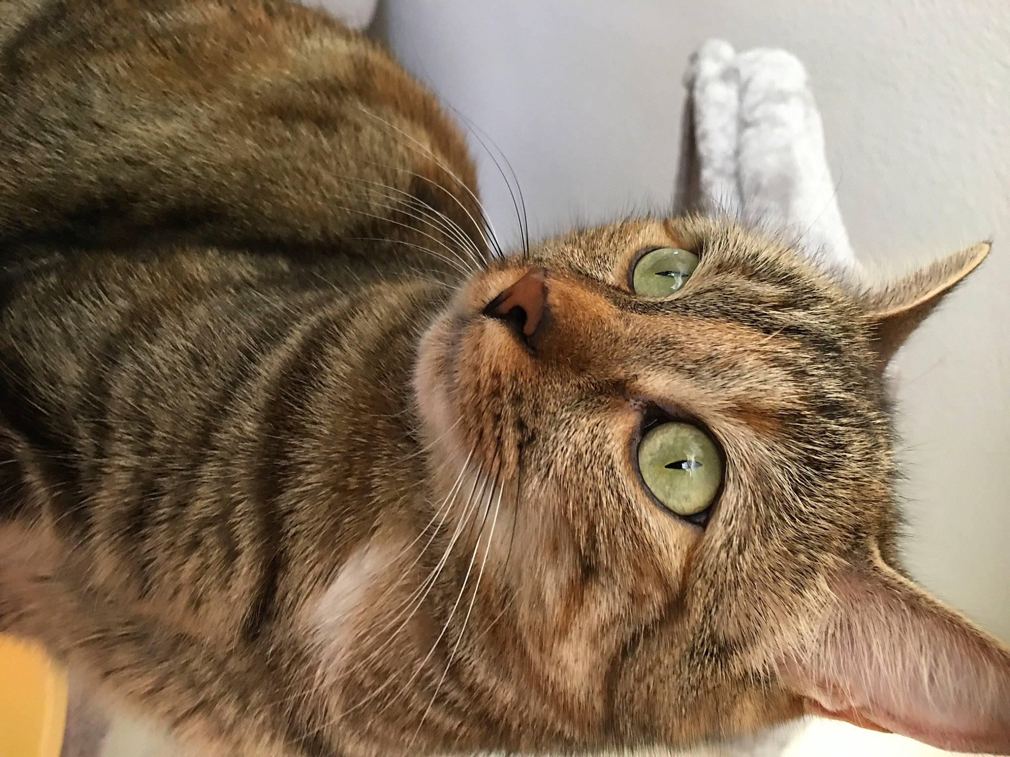 Framboise participe au concours pour gagner de l'argent avec cette photo : brown, carnivore, cat, domestic_short_haired_cat, ear, felidae, fur, grass, liver, paw, small_to_medium_sized_cats, snout, terrestrial_animal, whiskers, wildlife