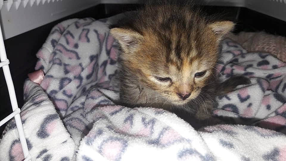 Framboise a rejoint le concours — aidez-le/la à gagner de superbes lots ! bed, carnivore, cat, claw, comfort, domestic_short_haired_cat, fawn, felidae, fur, linens, nap, paw, small_to_medium_sized_cats, tail, whiskers