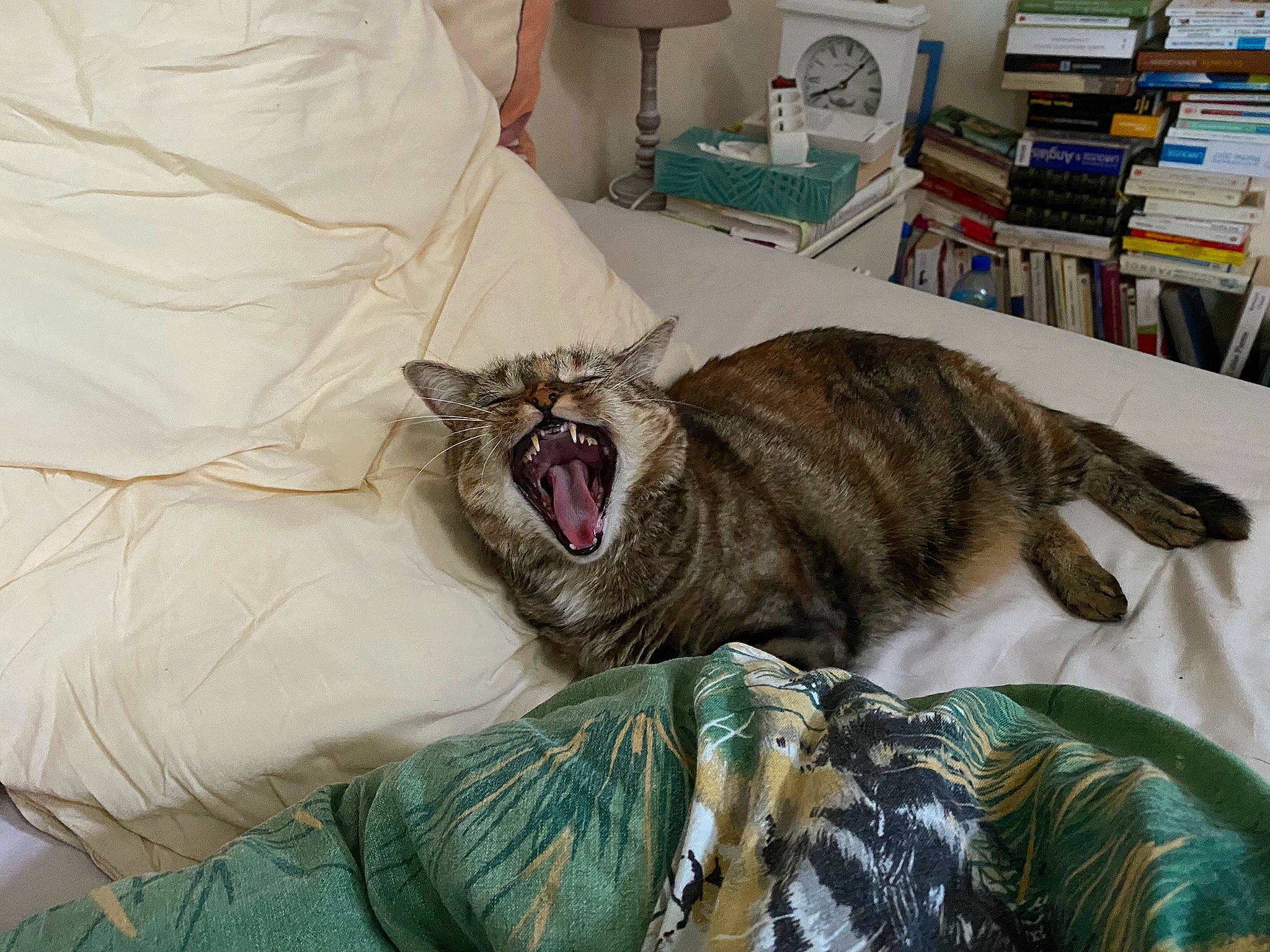 Framboise a rejoint le concours — aidez-le/la à gagner de superbes lots ! bookcase, canidae, carnivore, claw, comfort, dog_breed, domestic_short_haired_cat, fang, fawn, felidae, fur, nap, room, shelf, small_to_medium_sized_cats, snout, tail, terrestrial_animal, whiskers, yawn