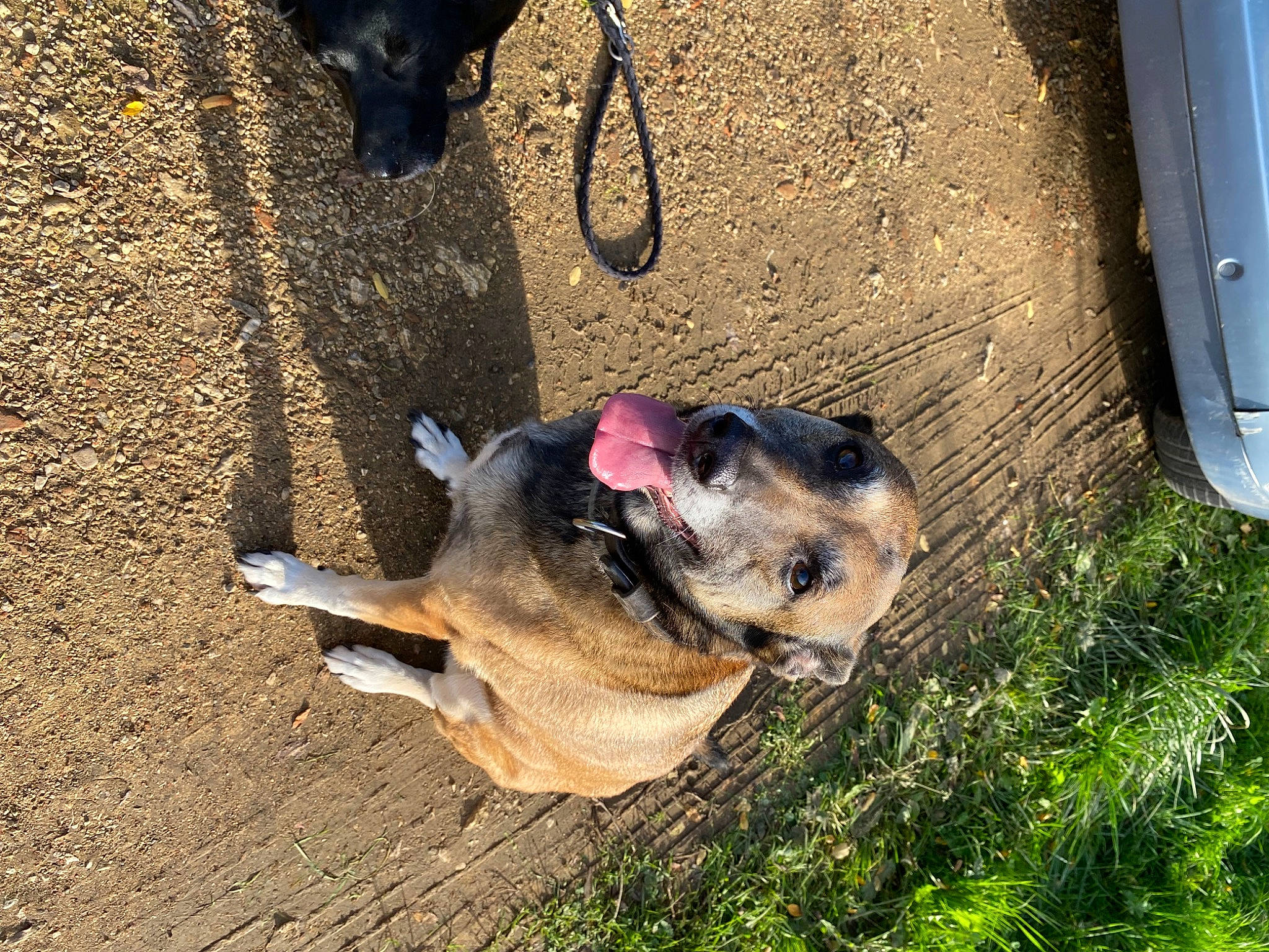 Sappho a rejoint le concours — aidez-le/la à gagner de superbes lots ! canidae, carnivore, collar, companion_dog, dog, dog_breed, dog_supply, fawn, fender, grass, pet_supply, plant, snout, soil, sporting_group, terrestrial_animal, vehicle, vehicle_door, working_animal, working_dog