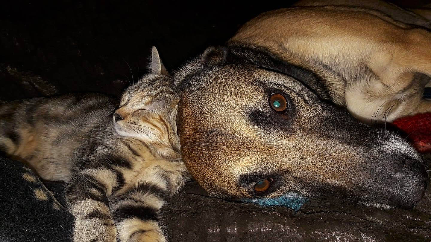 Sappho a rejoint le concours — aidez-le/la à gagner de superbes lots ! art, big_cats, carnivore, cat, dog, dog_breed, domestic_short_haired_cat, fawn, felidae, fur, painting, paw, small_to_medium_sized_cats, snout, terrestrial_animal, visual_arts, whiskers, wildlife, working_animal, wrinkle