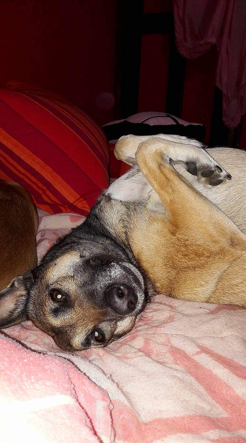 Sappho a rejoint le concours — aidez-le/la à gagner de superbes lots ! canidae, carnivore, comfort, companion_dog, couch, dog, dog_breed, ear, fawn, fur, guard_dog, nap, non_sporting_group, paw, room, sporting_group, terrestrial_animal, toy_dog, whiskers, working_animal