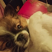 Wicket participe au concours pour gagner de l'argent avec cette photo : dog, close_up, blanket, cushion, indoor, pet, fur, snuggling, cozy, small_dog, brown, white, pink, soft_lighting, cute, animal, nose, face, ears, resting