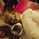 Wicket