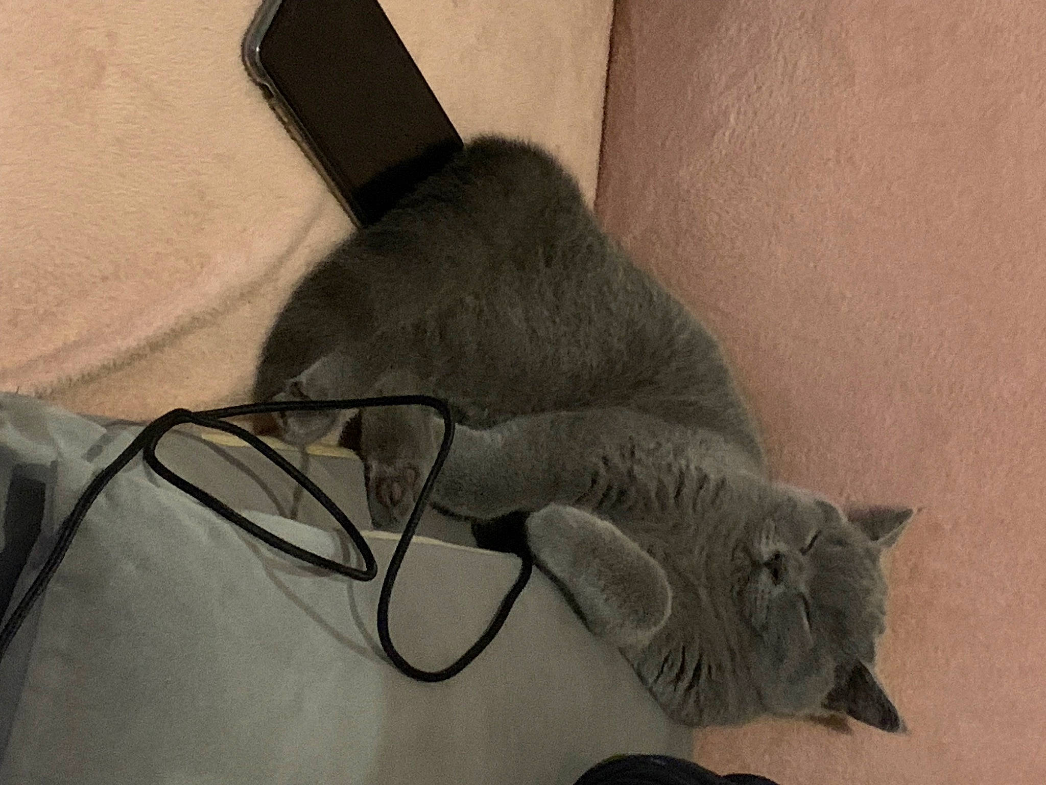 Uno participe au concours pour gagner de l'argent avec cette photo : audio_equipment, black_cat, cable, cat, comfort, domestic_short_haired_cat, electrical_supply, electrical_wiring, felidae, fur, gadget, grey, monochrome, paw, small_to_medium_sized_cats, tail, whiskers, wire, wood