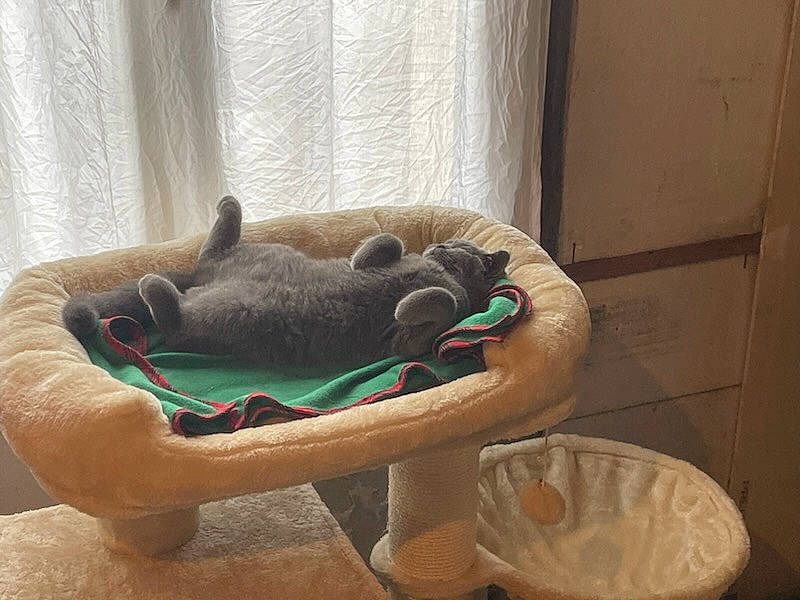 Uno a rejoint le concours — aidez-le/la à gagner de superbes lots ! canidae, carnivore, cat_bed, cat_supply, comfort, companion_dog, dog, dog_bed, dog_breed, dog_supply, fawn, felidae, flooring, hardwood, pet_supply, small_to_medium_sized_cats, table, tail, whiskers, wood