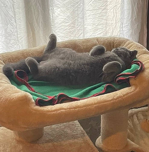 Uno a rejoint le concours — aidez-le/la à gagner de superbes lots ! canidae, carnivore, cat_bed, cat_supply, comfort, companion_dog, dog_breed, fawn, felidae, fur, hardwood, mammal, pet_supply, small_to_medium_sized_cats, snout, sporting_group, tail, terrestrial_animal, vertebrate, wood