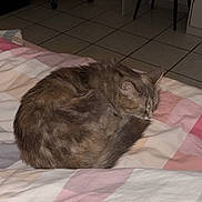 Daisy a rejoint le concours — aidez-le/la à gagner de superbes lots ! cat, sleeping, curled_up, bed, blanket, indoor, furniture, chair, floor, tile_floor, quiet, cozy, resting, pet, animal, fur, tail, soft, home, relaxation