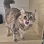 cat, tabby, fluffy, licking, nose, wooden_cabinet, furniture, indoor, pet, animal, playful, curious, domestic_cat, standing, green_eyes, tail_up, whiskers, cute, fur, mischievous