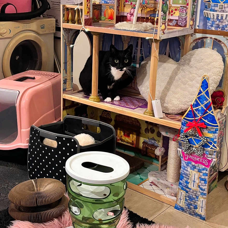 Bubba joined the competition — help win amazing prizes! art, bag, blue, building, ceramic, dishware, eyewear, furniture, home_appliance, house, interior_design, luggage_and_bags, porcelain, pottery, purple, room, serveware, shelf, shelving, wood