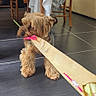 Spyke a rejoint le concours — aidez-le/la à gagner de superbes lots ! animal, brown_dog, chair, cute, dog, elderly_woman, floor, flower_bouquet, fur, home_interior, indoor, patterned_dress, pet, pink_bow, seated_person, small_dog, table, tablecloth, tile_floor, wooden_chair
