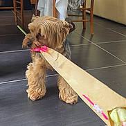 Spyke participe au concours pour gagner de l'argent avec cette photo : animal, brown_dog, chair, cute, dog, elderly_woman, floor, flower_bouquet, fur, home_interior, indoor, patterned_dress, pet, pink_bow, seated_person, small_dog, table, tablecloth, tile_floor, wooden_chair