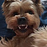 Spyke a rejoint le concours — aidez-le/la à gagner de superbes lots ! animal, blue_background, book, canine, closeup, collar, cute, dog, face, fluffy, funny, fur, indoors, lying_down, mouth, pet, playful, portrait, teeth, vampire_teeth