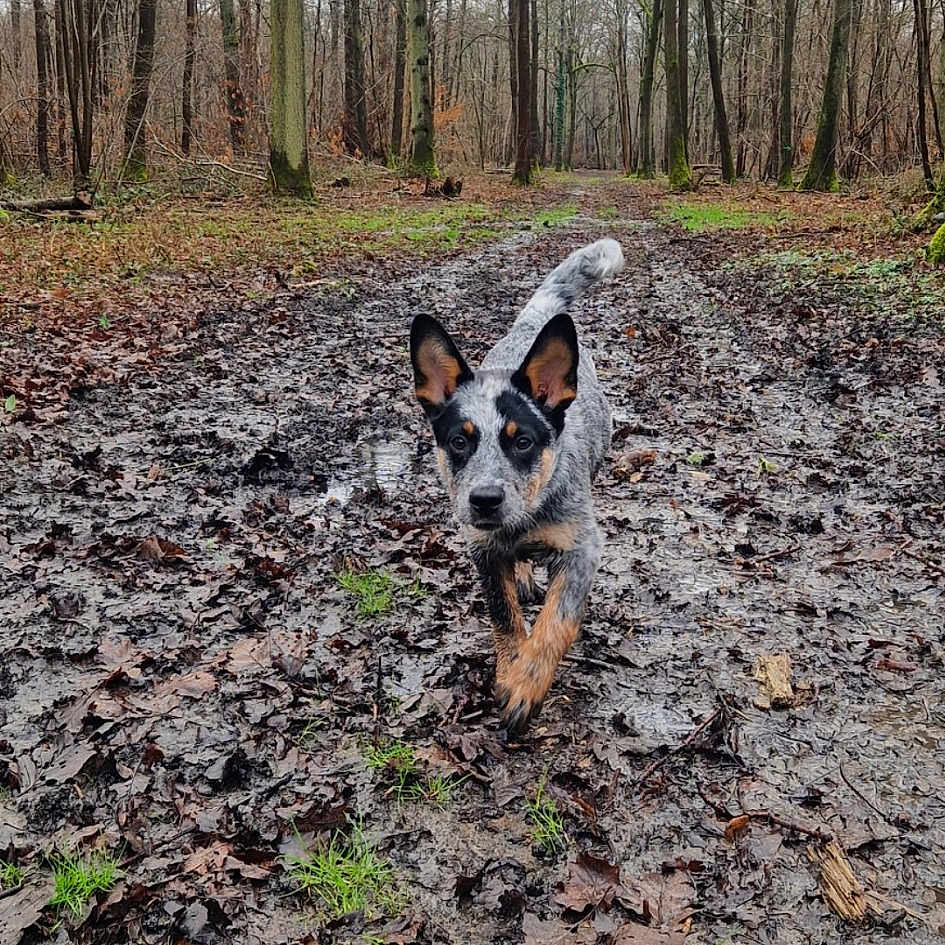 Max