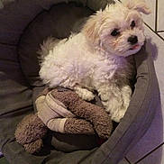 Naïa a rejoint le concours — aidez-le/la à gagner de superbes lots ! bichon, bichon_frise, bolognese, carnivoran, cavachon, coton_de_tulear, dog, dog_breed, dog_breed_group, dog_like_mammal, havanese, maltese, miniature_poodle, morkie, poodle, poodle_crossbreed, puppy, schnoodle, snout, toy_poodle