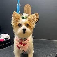 Lily is registered to the contest to win money with this photo: dog, small_dog, yorkshire_terrier, terrier, fluffy, long_hair, standing, grooming, grooming_table, bandana, strawberry_pattern, green_bow, blue_leash, dark_wall, indoor, pet_salon, cute, portrait, alert, animal