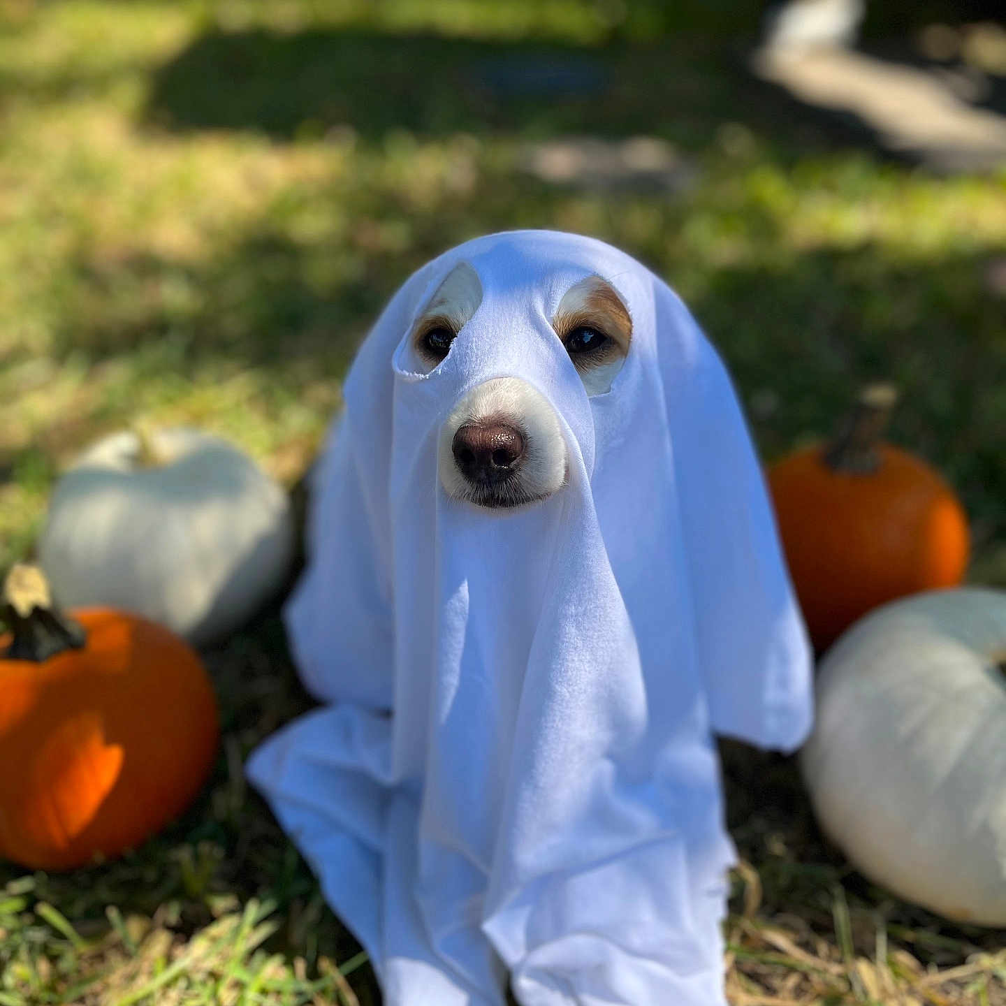 Diamond joined the competition — help win amazing prizes! animal, costume, cute, dog, eyes, fall, ghost_costume, grass, halloween, holiday, nose, orange_pumpkin, outdoor, pet, portrait, pumpkin, seasonal, sunlight, white_pumpkin, white_sheet