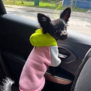 Wednesday joined the competition — help win amazing prizes! animal, black_dog, car_door, car_interior, clothing, curious, cute, daytime, dog, ears, hoodie, indoors, looking, pet, puppy, seat, small_dog, sunlight, tail, window