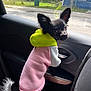 animal, black_dog, car_door, car_interior, clothing, curious, cute, daytime, dog, ears, hoodie, indoors, looking, pet, puppy, seat, small_dog, sunlight, tail, window