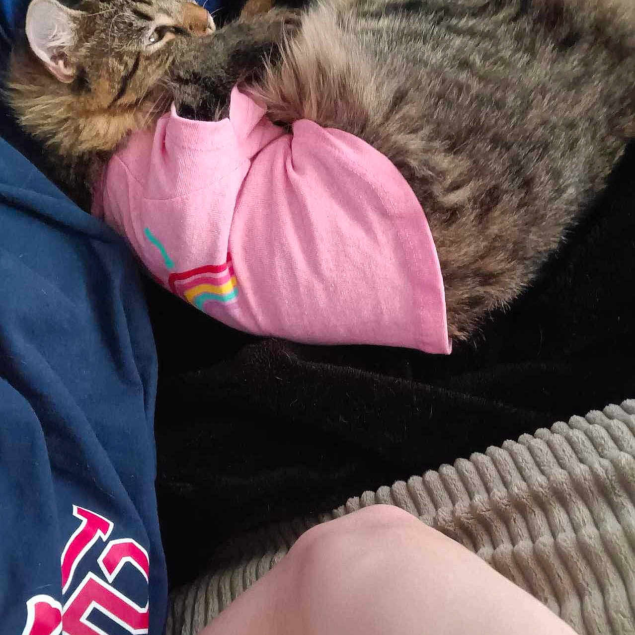 Lily joined the competition — help win amazing prizes! accessories, animal, blanket, cat, clothing, couch, cushion, face, formalwear, furniture, head, homedecor, kitten, person, pet, photography, portrait, shorts, sleeping, t_shirt