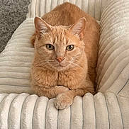 Blake is registered to the contest to win money with this photo: cat, ginger_cat, pet, animal, feline, indoor, cushion, plush, comfort, relaxing, looking_at_camera, whiskers, ears, paws, closeup, domestic_cat, furry, soft_texture, resting, cozy