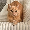 cat, ginger_cat, pet, animal, feline, indoor, cushion, plush, comfort, relaxing, looking_at_camera, whiskers, ears, paws, closeup, domestic_cat, furry, soft_texture, resting, cozy