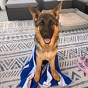 Quinn is registered to the contest to win money with this photo: cushion, dog, dog_bed, ears_up, flowers, german_shepherd, happy, home, outdoor_furniture, patterned_rug, pet_toy, pillow, playful, porch, puppy, rug, smiling, table, towel, vase