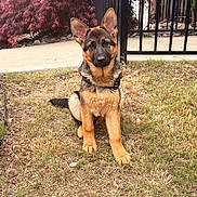 Quinn is registered to the contest to win money with this photo: german_shepherd, puppy, dog, grass, outdoor, fence, red_leaves, plant, pet, animal, sitting, young_dog, nature, canine, collar, summer, garden, cute, alert, domestic_animal
