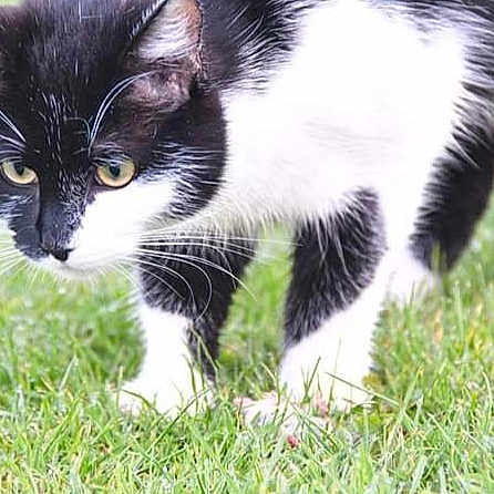 Felix