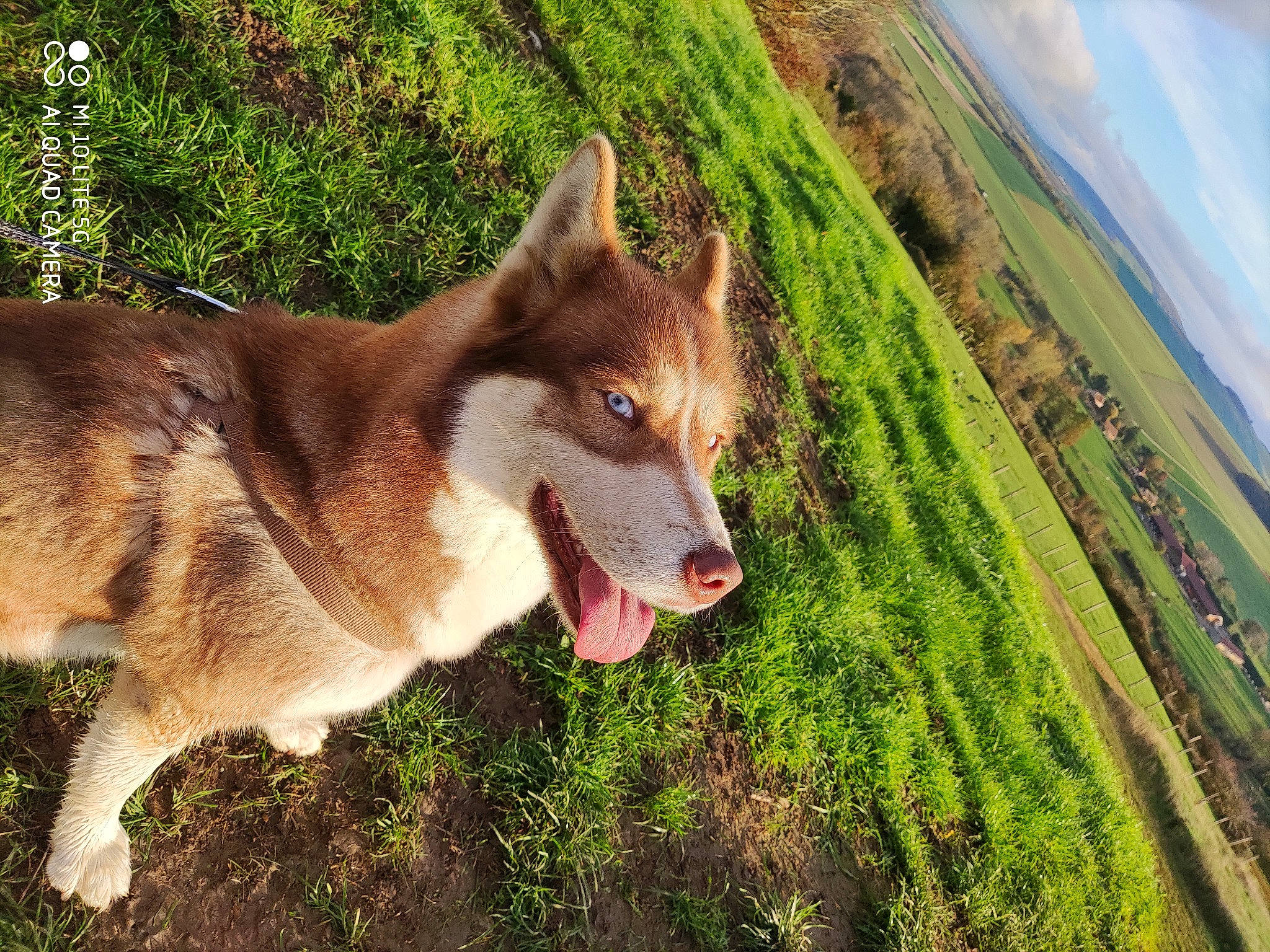 Oria a rejoint le concours — aidez-le/la à gagner de superbes lots ! canis, carnivore, cloud, companion_dog, dog, dog_breed, fawn, grass, landscape, plant, siberian_husky, sky, sled_dog, snout, sporting_group, tail, terrestrial_animal, whiskers, wolf, working_animal