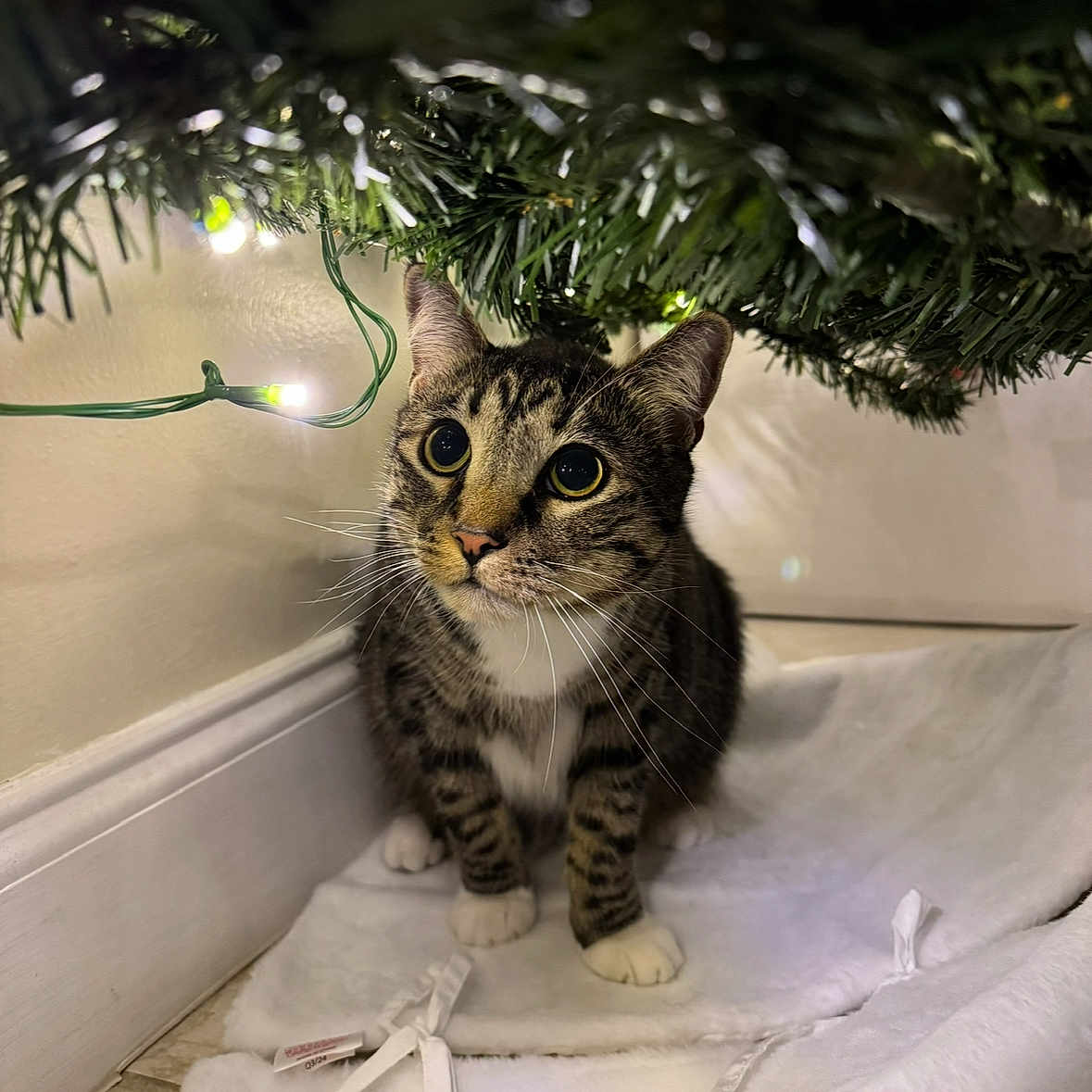 Bengal