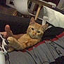 casual, cat, chair, comfort, controller, couch, cozy, furniture, gaming, ginger_cat, home, indoor, lap, living_room, orange_cat, person, pet, playing, relaxing, table