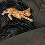 armchair, blanket, cat, comfort, cozy, cute, domestic_animal, feline, fur, gray_furniture, indoor, kitten, nap, orange_tabby, pet, plush_blanket, relaxation, resting, sleeping, small_animal