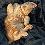 adorable, animal, blanket, cat, comfort, cozy, cute, feline, fur, indoor, kitten, nap, orange_tabby, paw, pet, relaxation, resting, sleeping, soft, whiskers