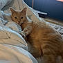 animal, bed, blanket, cat, comfort, cozy, curious, domestic, electronics, feline, fur, indoor, living_room, orange_tabby, pet, relaxing, resting, soft_light, television, white_bedding