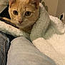 Snow participe au concours pour gagner de l'argent avec cette photo : animal, blanket, boot, cat, comfort, cozy, curious, feline, footwear, fur, home, indoor, jeans, leg, orange_tabby, pet, portrait, resting, soft_texture, warm