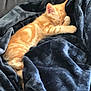 Snow participe au concours pour gagner de l'argent avec cette photo : animal, blanket, comfort, cozy, cute, domestic_cat, face, feline, fur, indoor, kitten, orange_tabby, paw, pet, relaxing, resting, sleeping, soft, warm, young_cat