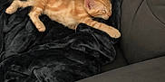 Snow participe au concours pour gagner de l'argent avec cette photo : armchair, blanket, cat, comfort, cozy, cute, domestic_animal, feline, fur, gray_furniture, indoor, kitten, nap, orange_tabby, pet, plush_blanket, relaxation, resting, sleeping, small_animal
