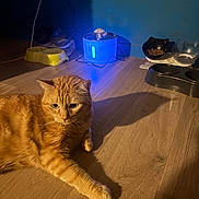 Snow participe au concours pour gagner de l'argent avec cette photo : animal, cat, cord, domestic_cat, floor, food_bowl, fur, ginger_cat, indoor, light, orange_cat, pet, pet_accessories, power_outlet, relaxed, shadow, wall, water_fountain, whiskers, wooden_floor
