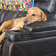 Rusty is registered to the contest to win money with this photo: dog, lounge, recliner, leather, blanket, m&m, colorful, relaxed, pet, indoor, furniture, canine, resting, brown, seat, comfort, home, cozy, animal, domestic