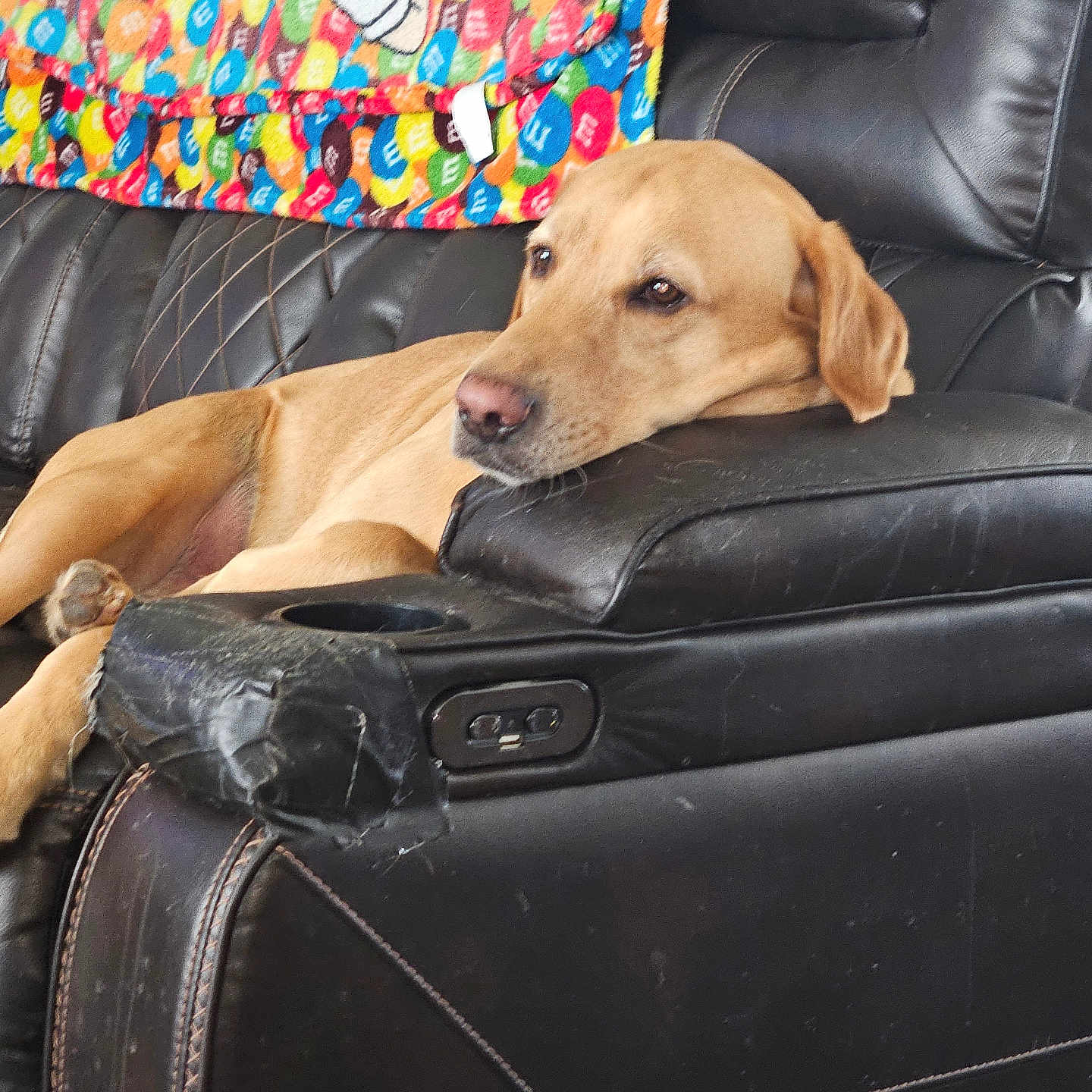 Rusty is registered to the contest to win money with this photo: animal, blanket, brown, canine, colorful, comfort, cozy, dog, domestic, furniture, home, indoor, leather, lounge, m&m, pet, recliner, relaxed, resting, seat