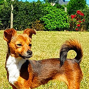 Maya a rejoint le concours — aidez-le/la à gagner de superbes lots ! dog, small_dog, outdoor, grass, sunny, tail_curled, brown_dog, alert, pet, canine, nature, daytime, fur, animal, mammal, backyard, greenery, blue_sky, standing, ears_up