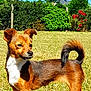 dog, small_dog, outdoor, grass, sunny, tail_curled, brown_dog, alert, pet, canine, nature, daytime, fur, animal, mammal, backyard, greenery, blue_sky, standing, ears_up