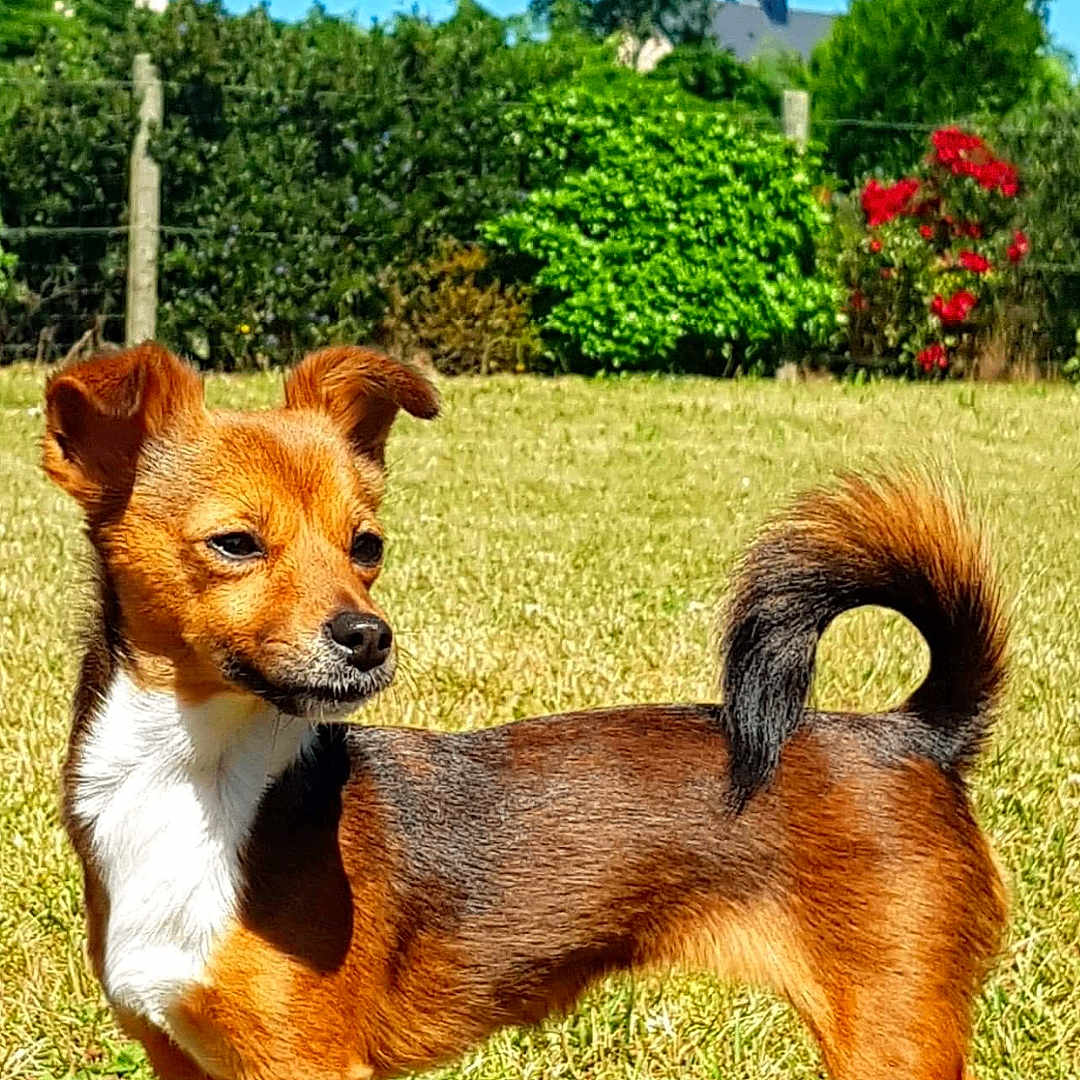 Maya a rejoint le concours — aidez-le/la à gagner de superbes lots ! alert, animal, backyard, blue_sky, brown_dog, canine, daytime, dog, ears_up, fur, grass, greenery, mammal, nature, outdoor, pet, small_dog, standing, sunny, tail_curled