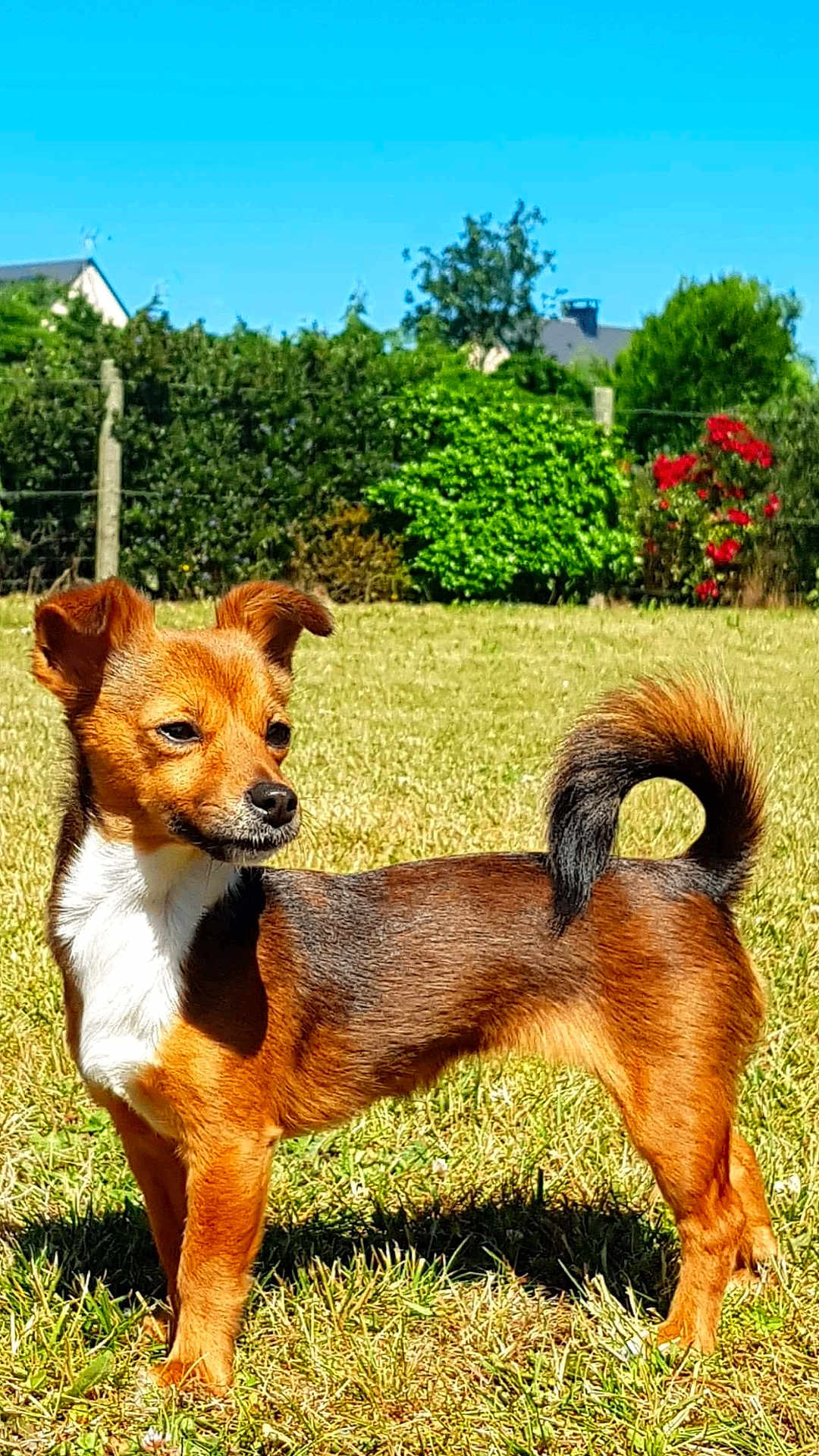 Maya