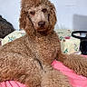Chez joined the competition — help win amazing prizes! animal, apricot, bed, bedding, canine, companion, curly_fur, cute, dog, domestic, floral_pattern, fur, furry, indoor, lying_down, pet, pink, poodle, portrait, relaxed