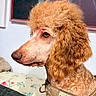 Chez is registered to the contest to win money with this photo: american_flag, animal, closeup, curly_fur, cute, decor, dog, domestic_animal, floral_blanket, furniture, groomed, harness, indoor, orange_fur, painting, pet, poodle, portrait, profile_view, text_patch