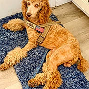 Chez joined the competition — help win amazing prizes! american_flag, animal, apricot, blue_rug, cabinets, calm, canine, curly_fur, dog, domestic_animal, flooring, fur, harness, indoor, leash, looking_away, lying_down, pet, poodle, special_patch