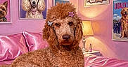 Chez joined the competition — help win amazing prizes! animal, bed, cd_player, cute, decor, dog, furniture, hair_clip, hamster, indoor, lamp, laptop, pet, pink, poodle, portrait, remote_control, room, sunglasses, wall_art